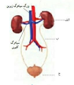 دریافت سوال 38