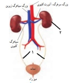 دریافت سوال 24