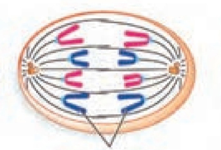 دریافت سوال 48