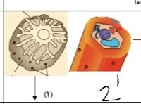 دریافت سوال 13