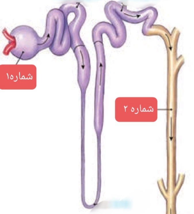 دریافت سوال 15