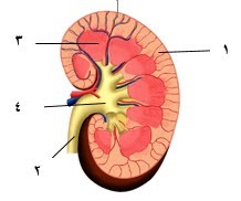 دریافت سوال 35