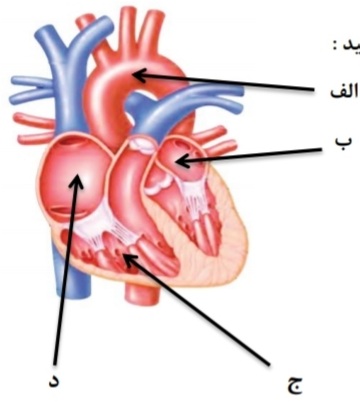 دریافت سوال 26