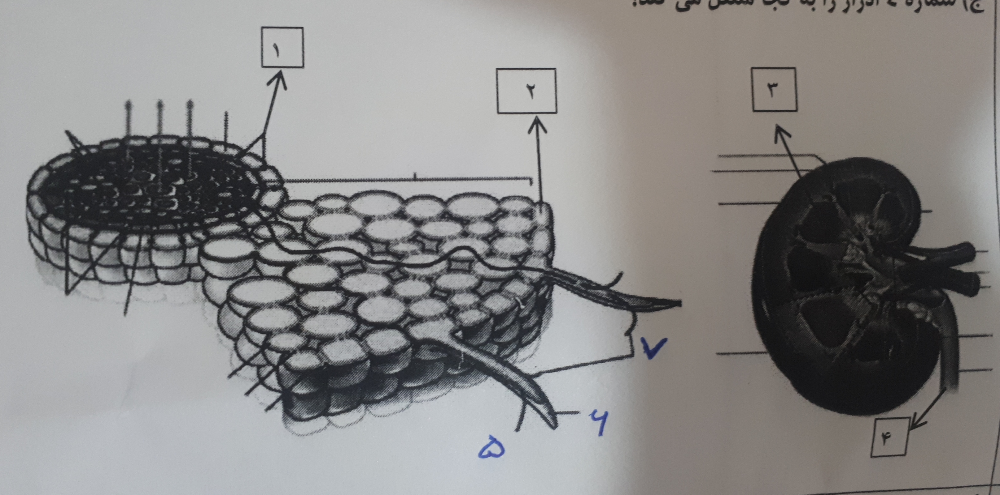 دریافت سوال 33