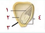 دریافت سوال 14