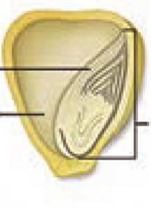 دریافت سوال 45