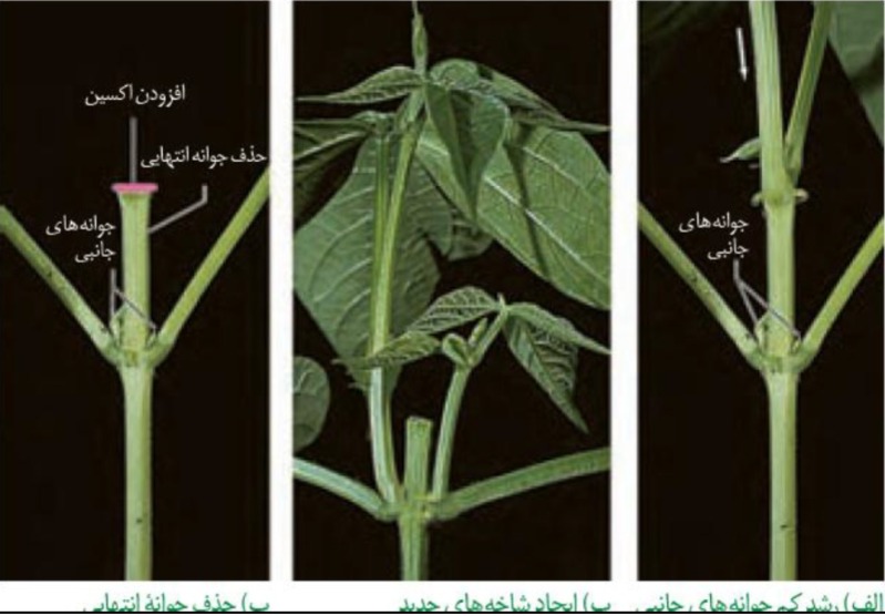 دریافت سوال 22