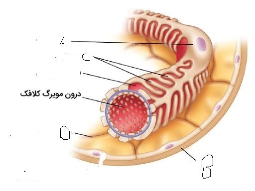 دریافت سوال 15