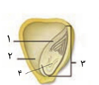 دریافت سوال 38