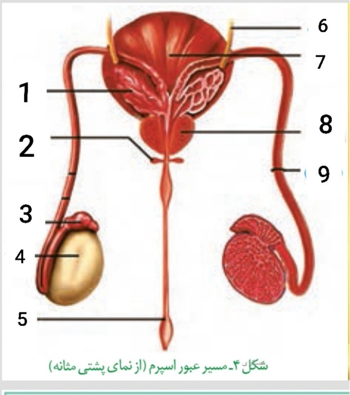 دریافت سوال 12