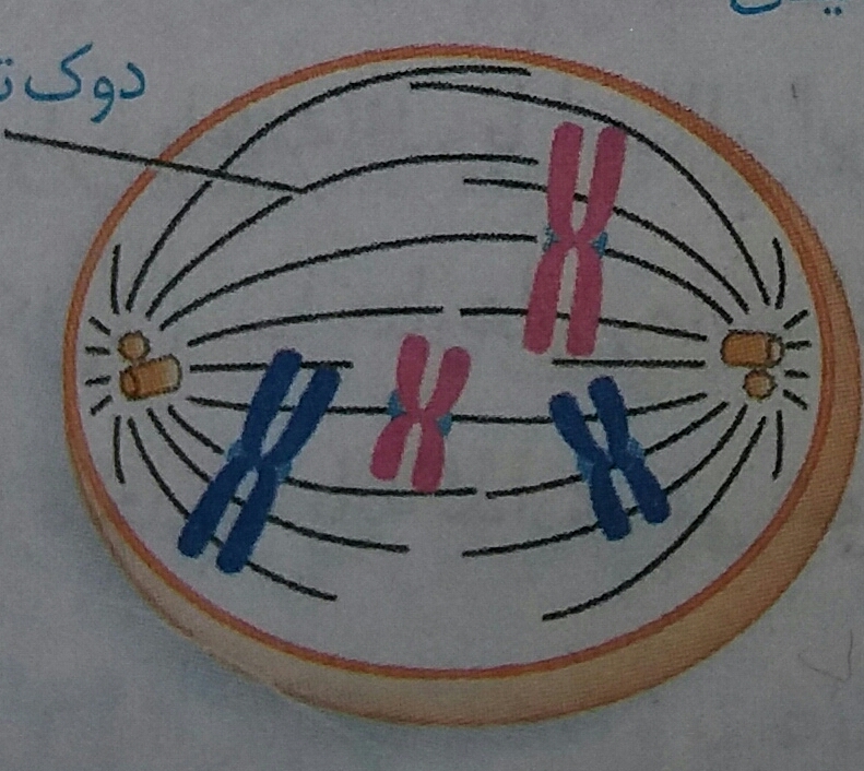 دریافت سوال 36