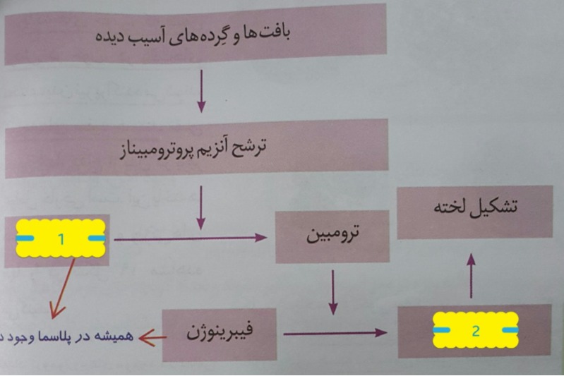 دریافت سوال 12