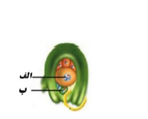 دریافت سوال 13