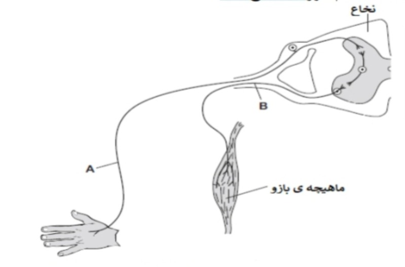 دریافت سوال 8