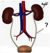 دریافت سوال 15