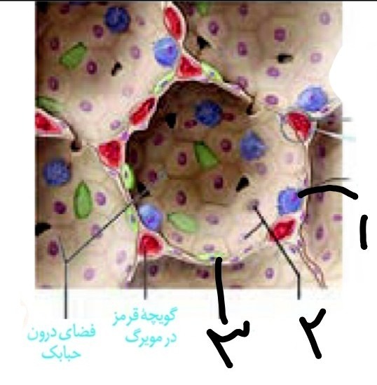 دریافت سوال 8