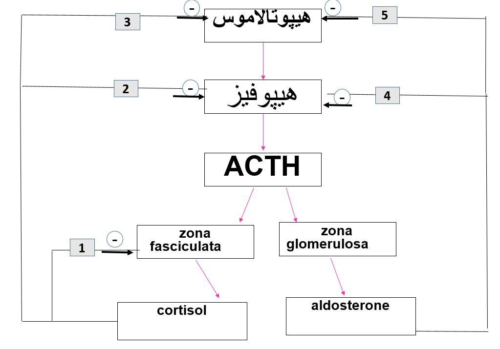 دریافت سوال 3