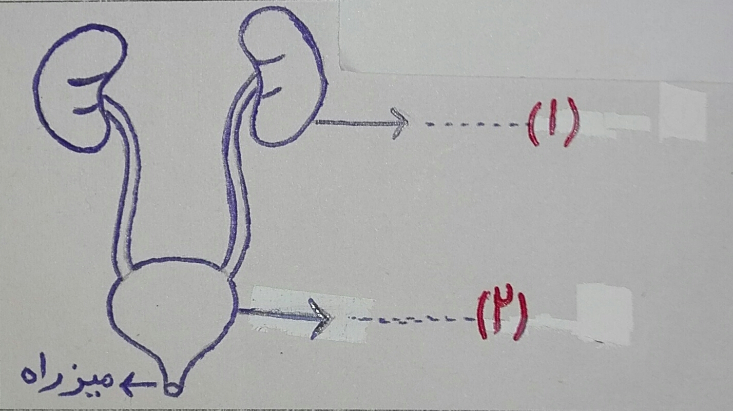 دریافت سوال 17