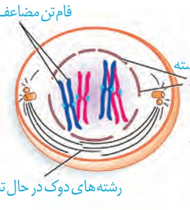 دریافت سوال 7