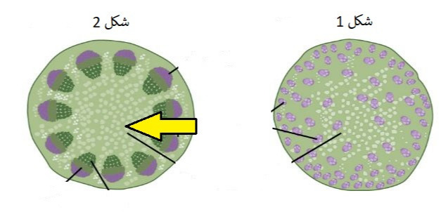 دریافت سوال 27