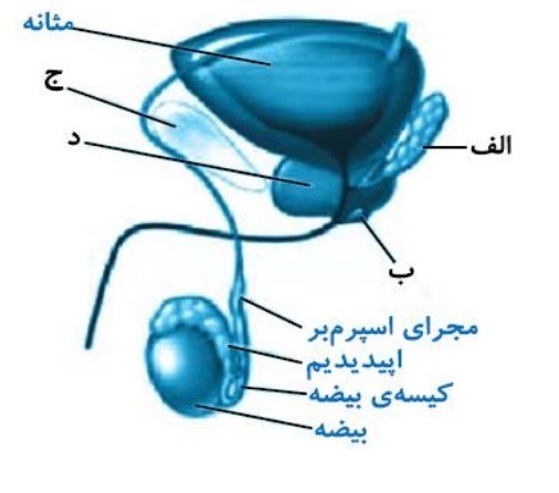 دریافت سوال 11