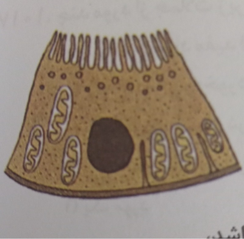 دریافت سوال 25