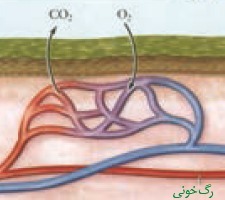 دریافت سوال 45