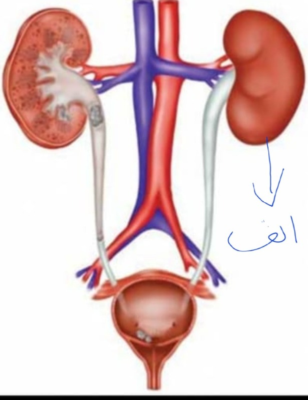 دریافت سوال 12