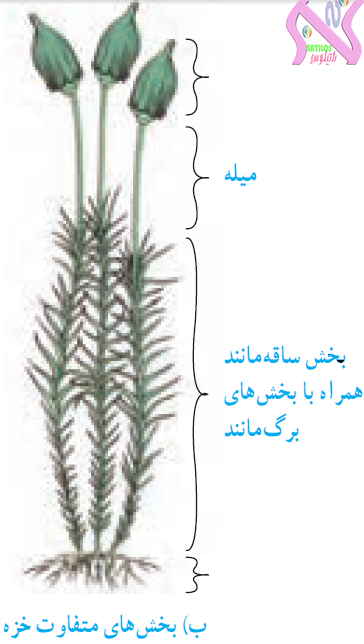 دریافت سوال 14