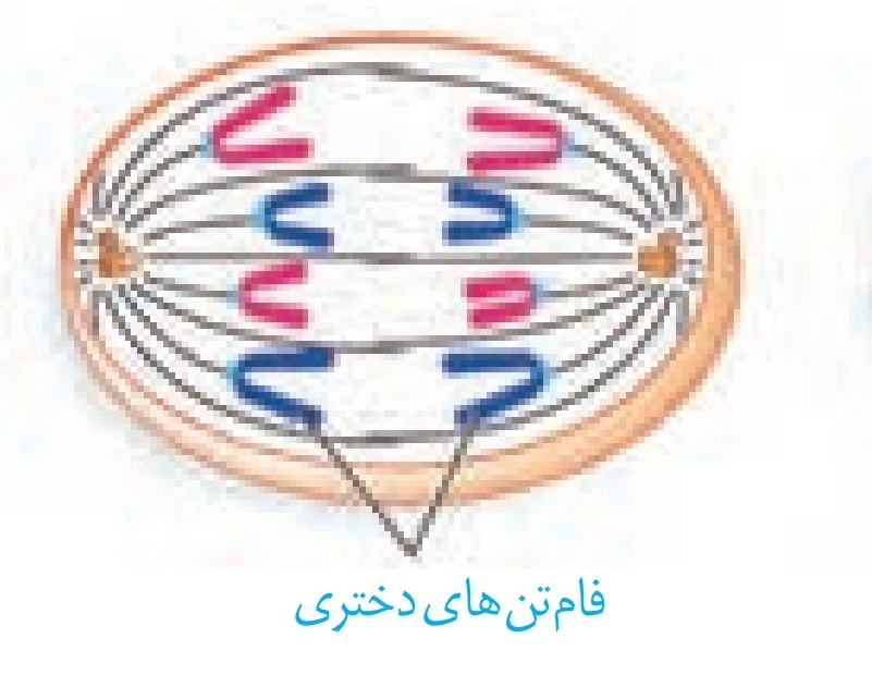 دریافت سوال 13