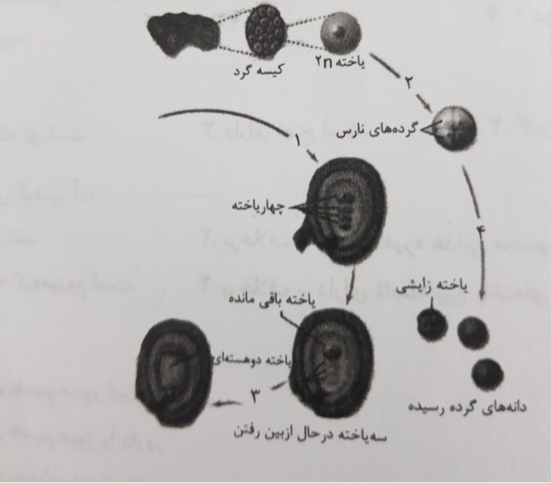 دریافت سوال 5