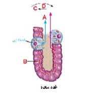 دریافت سوال 11