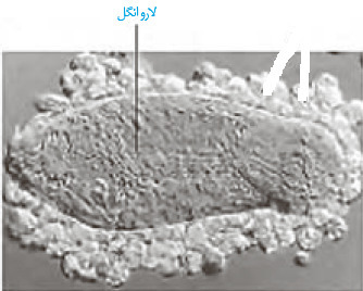 دریافت سوال 28