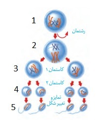 دریافت سوال 14