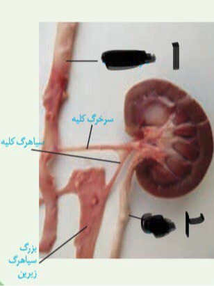 دریافت سوال 33