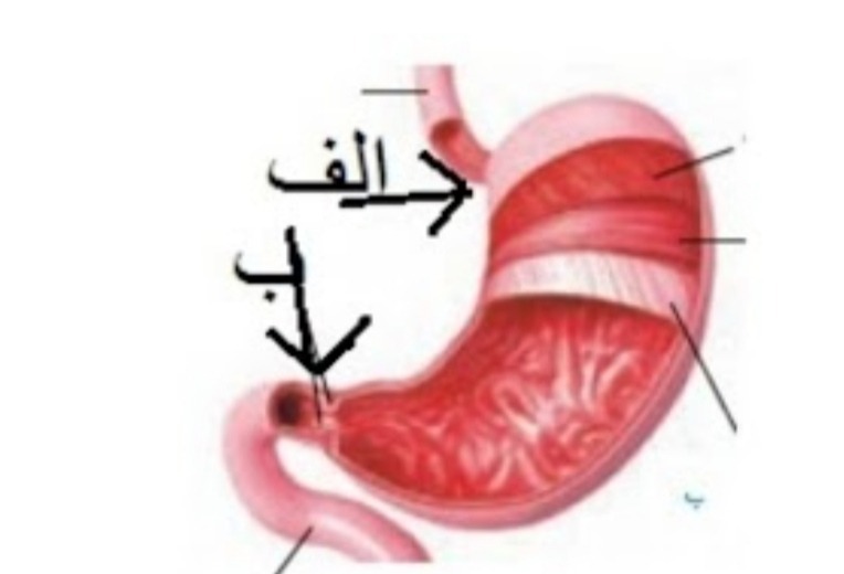 دریافت سوال 13