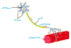 دریافت سوال 10