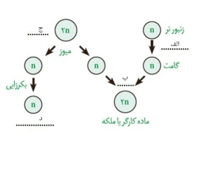 دریافت سوال 17