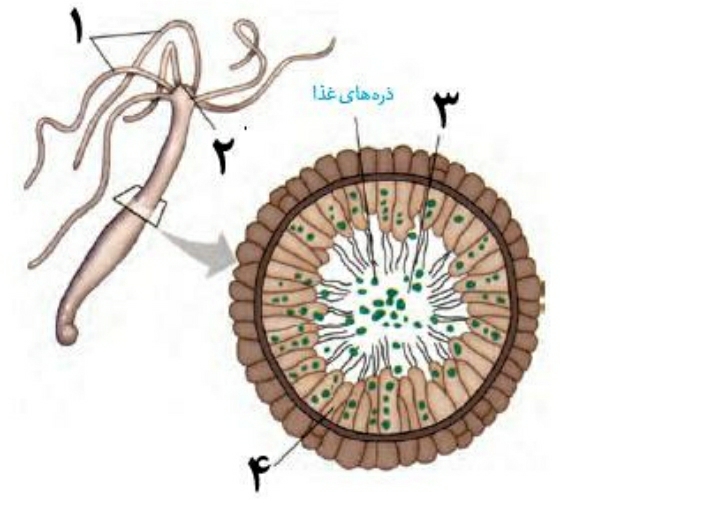 دریافت سوال 12