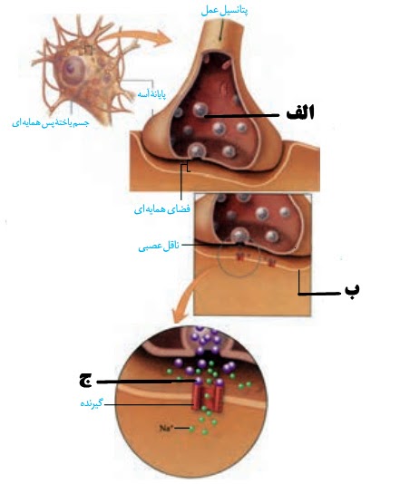 دریافت سوال 8