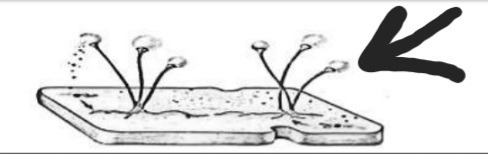 دریافت سوال 9