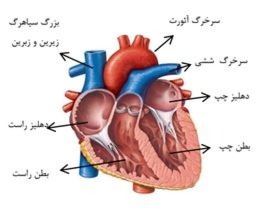 دریافت سوال 24