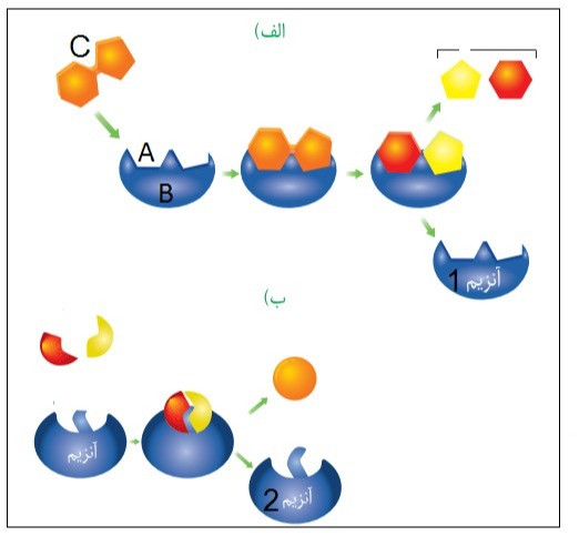 دریافت سوال 15