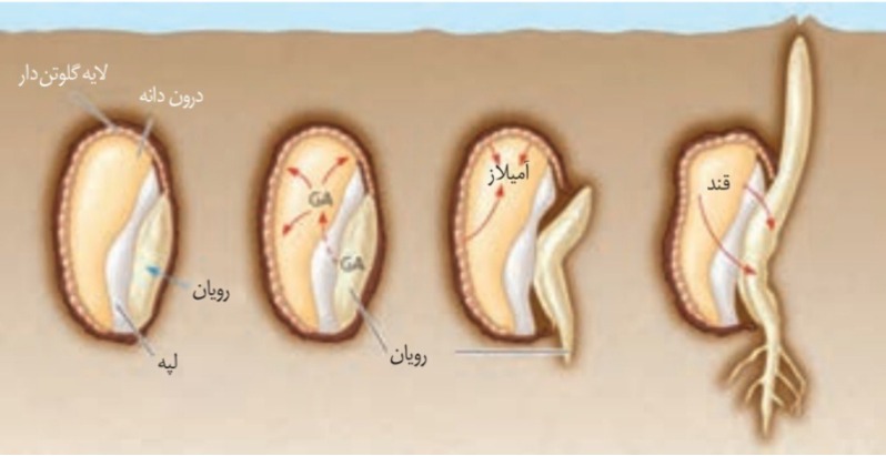 دریافت سوال 34