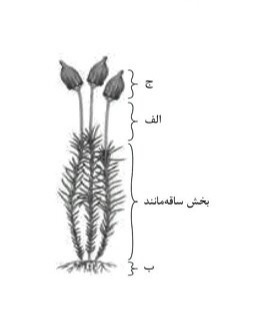 دریافت سوال 14