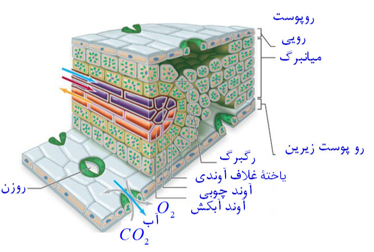 دریافت سوال 19