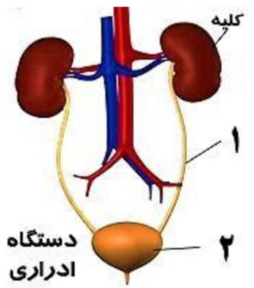 دریافت سوال 19