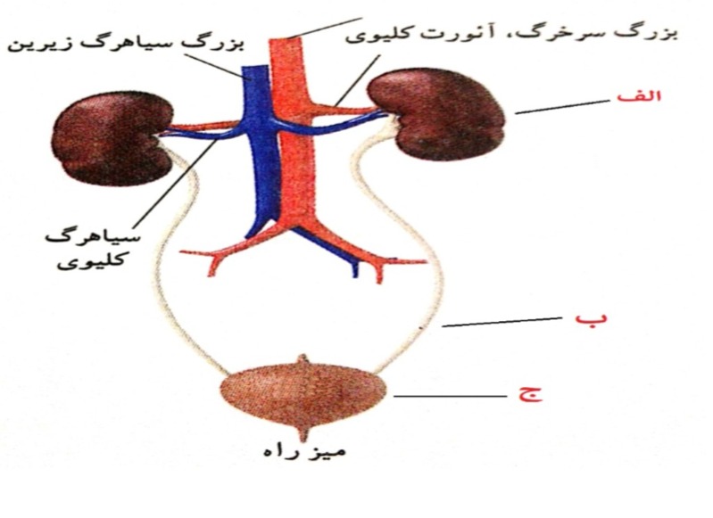 دریافت سوال 22