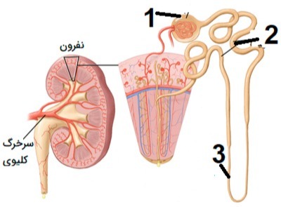 دریافت سوال 29