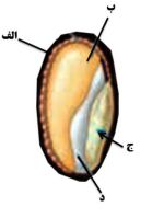 دریافت سوال 10